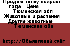 Продам телку возраст 2 года › Цена ­ 40 000 - Тюменская обл. Животные и растения » Другие животные   . Тюменская обл.